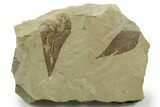 Multiple Fossil Leaf Plate - Green River Formation, Utah #368739-1